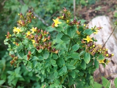 Hypericum tetrapterum