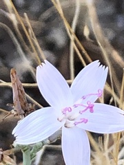 Stephanomeria pauciflora