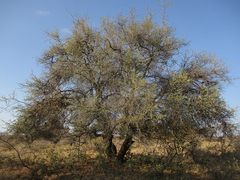 Combretum