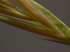 Festuca myuros