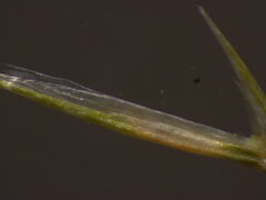 Festuca myuros