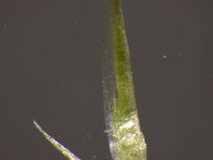 Festuca myuros