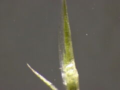 Festuca myuros