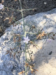 Stephanomeria pauciflora