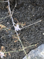 Stephanomeria pauciflora