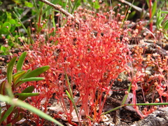 Crassula oblanceolata