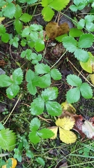 Fragaria vesca