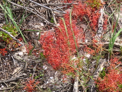 Crassula oblanceolata