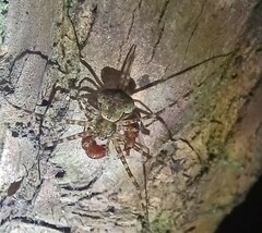 Neotama mexicana