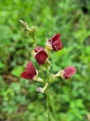 Macroptilium atropurpureum