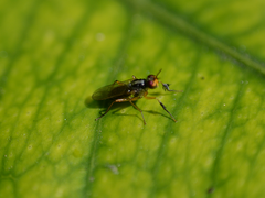 Anaphalantus longicornis