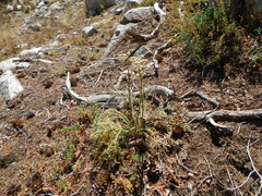 Angelica capitellata