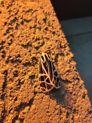 Apantesis parthenice