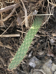 Opuntia leucotricha