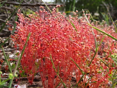 Crassula oblanceolata