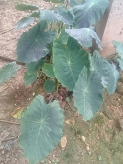 Colocasia