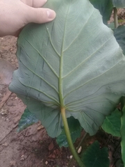 Colocasia