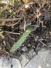 Opuntia leucotricha