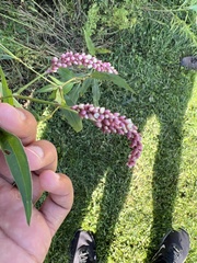 Persicaria extremiorientalis