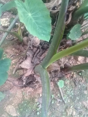 Colocasia