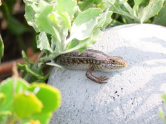 Trachylepis capensis