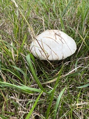 Agaricus arvensis