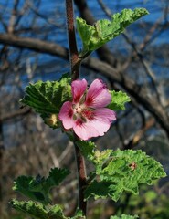 Anisodontea