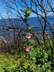 Anisodontea