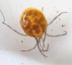 Hydrachnidia