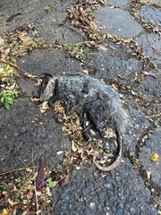Didelphis aurita