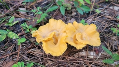 Cantharellus