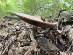 Agaricus placomyces
