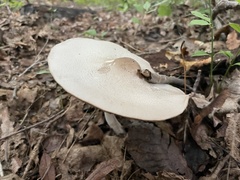 Agaricus placomyces