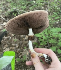 Agaricus placomyces