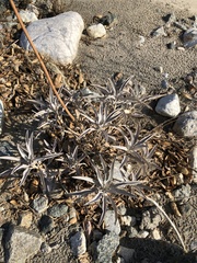 Salvia apiana