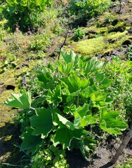 Pelargonium cucullatum