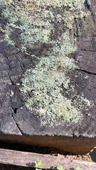 Cladonia peziziformis