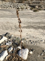 Salvia apiana
