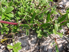 Lyperia lychnidea
