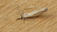 Thaumatopsis pexellus