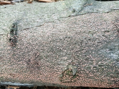Nectria cinnabarina