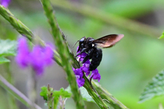Neoxylocopa