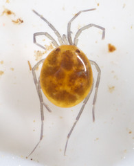 Hydrachnidia
