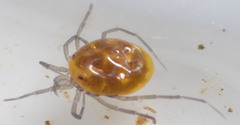 Hydrachnidia
