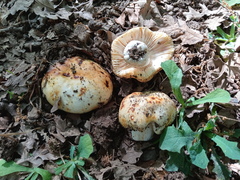 Russula globispora
