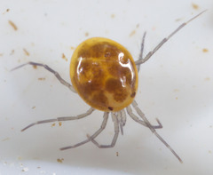 Hydrachnidia