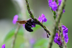 Neoxylocopa