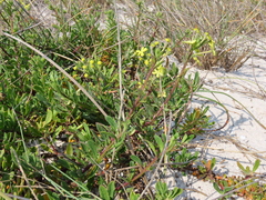 Lyperia lychnidea