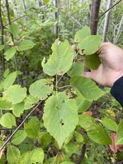 Betula alleghaniensis
