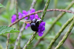 Neoxylocopa